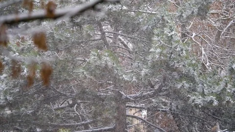 Winter. Trees under the snow. Beautiful snow-covered trees Stock Footage 124363525