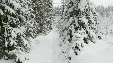 Winter trees under the snow, flying shot in the forest Stock Footage 101590128