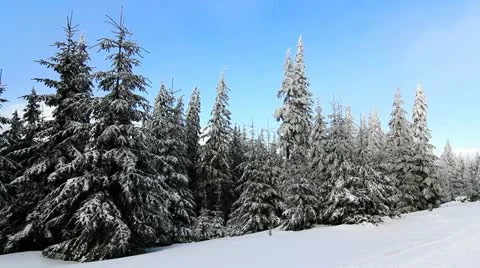 Winter trees under snow Stock Footage 12529083