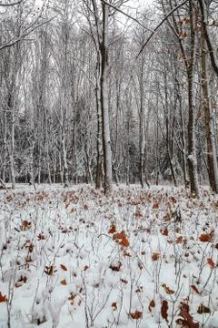 Winter trees under the snow. Forest landscape Stock Photos