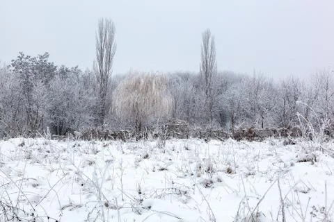 Winter trees under the snow. Forest landscape Stock Photos