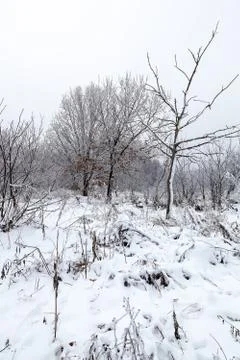 Winter trees under the snow. Forest landscape Stock Photos