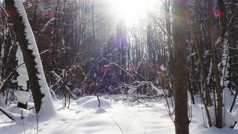 Winter trees under snow before spring 스톡 동영상 169992624