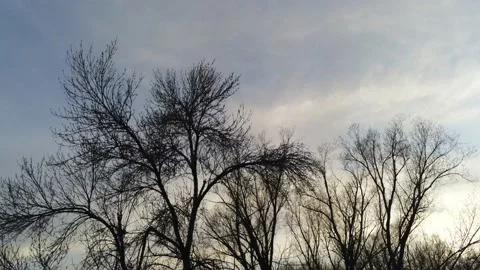 Winter trees under the sun - Drone camera moves up and over Stock Footage 138263827