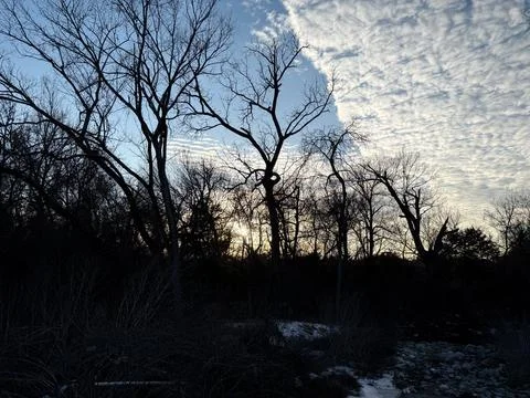Winter Trees Under Textured Evening Clouds 写真素材