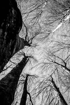 Winter trees upside down in black and white in Grevolosa woods Stock Photos