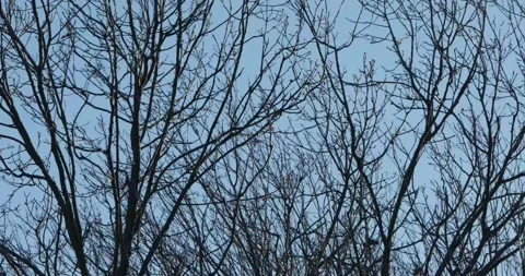 Winter Trees in Vermont Stock Footage 283901890