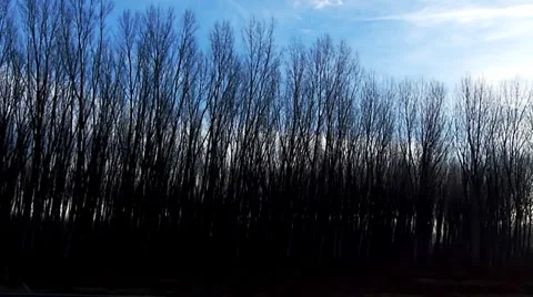 Winter trees. View from car slow motion. Stock Footage 35931326