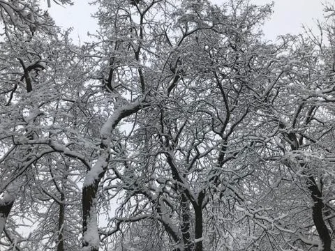 Winter trees, white snow. Foto stock