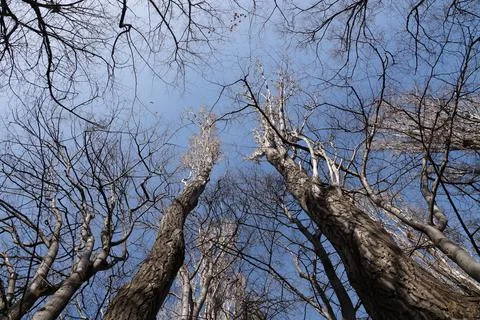 Winter trees without leaves on the background of the cloudy sky Stock Photos