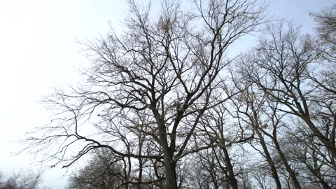Winter trees without leaves captured in four frames showing their branches Stock Footage 332836210