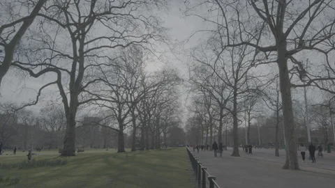 Winter trees without leaves Stock Footage 219317201