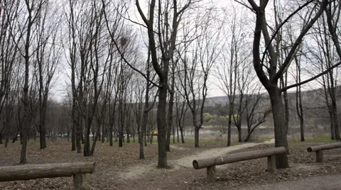 Winter trees without leaves. while glum. Stock Footage 62481410