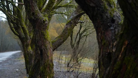 Winter treeswith drops Stock Footage 122940249