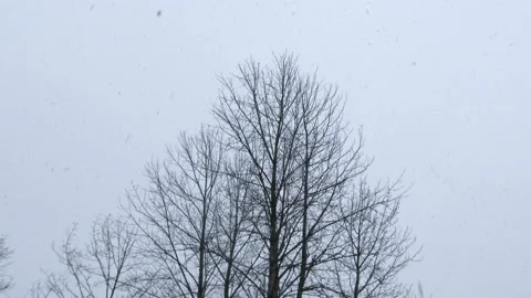 Winter Treetop And Slow Motion Snowfall Stock Footage 170787490