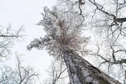 Winter treetops covered with snow Stock Photos