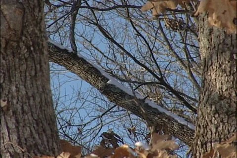 Winter Treetops in Knob Knoster State Park Stock Footage 93365160