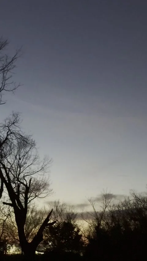 Winter Treetops at Sunset Stock Footage 344601254