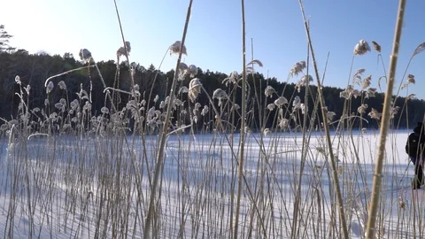 Winter trekking in the forest; man walking on snowdrifts Stock Footage 124213804