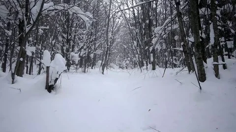 Winter Trip Through the Woods. Walking on a Path Inside a Forest Covered in Stock Footage 71197146