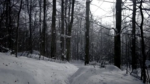 Winter Trip Through the Woods. Walking on a Path Inside a Forest Covered in 動画素材 71198456