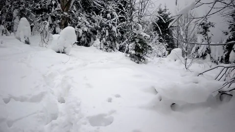 Winter Trip Through the Woods. Walking on a Path Inside a Forest Covered in 動画素材 71209051