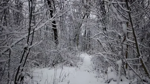 Winter Trip Through the Woods. Walking on a Path Inside a Forest Covered in Video stock 71787730