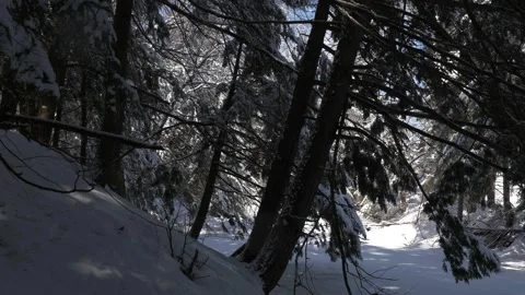 Winter tripod forest scene fresh snow winter wonderland weather Vídeo Stock 292337003