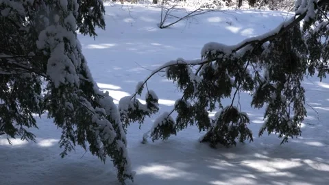 Winter tripod forest scene fresh snow winter wonderland weather Vídeo Stock 292337565