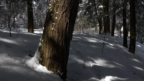 Winter tripod forest scene fresh snow winter wonderland Vídeo Stock 292337725