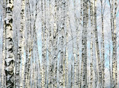 Winter trunks of birch trees Stock Photos