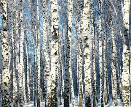 Winter trunks of birch trees in sunlight Stock Photos
