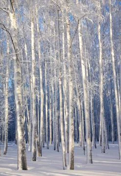 Winter trunks of birch trees in sunlight on blue sky Stock Photos
