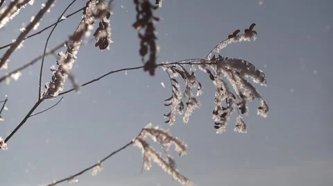 Winter twigs and snowflakes 스톡 동영상 45642313