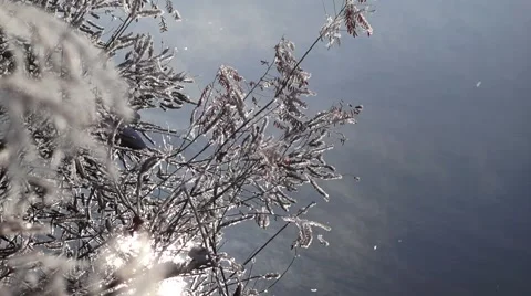 Winter twigs and snowflakes Video stock 45644759