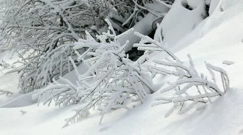 Winter twigs Stock Footage 10304144