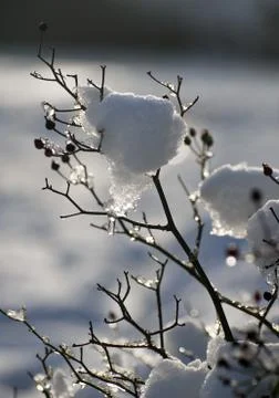 Winter Twigs Stock Photos