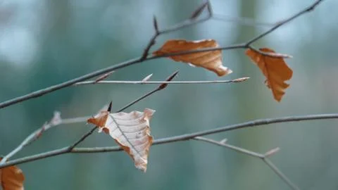 Winter twigs. 写真素材