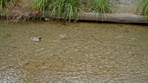 In the winter, two ducks were eating in a river in the city. Stock Footage 302504854