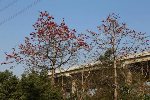 In winter, two red date trees with lush leaves and flowers stand on the lef.. Stock Photos