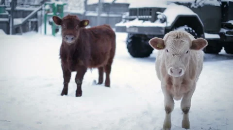 In winter, two young bull standing together and look right . Stock Footage 58495250