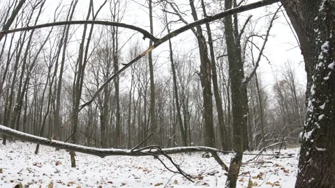 Winter unkempt forest covered with the first snow. Stock Footage 297616637