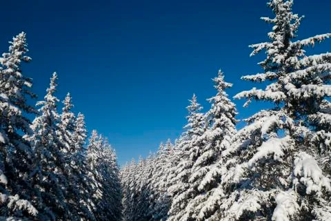 Winter vacation background with pine trees covered by heavy snow against blue Stock Photos