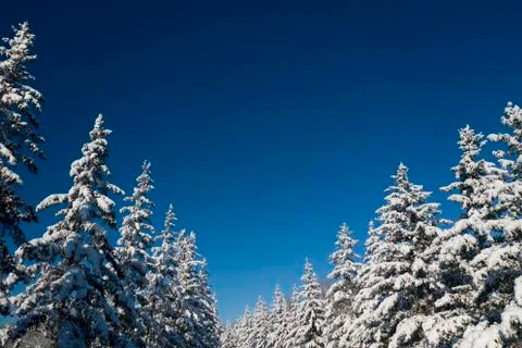 Winter vacation background with pine trees covered by heavy snow against blue Stock Photos