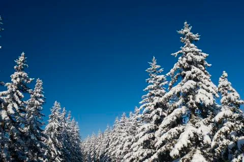Winter vacation background with pine trees covered by heavy snow against blue Stock Photos
