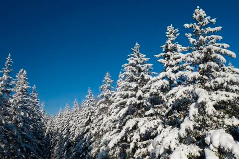 Winter vacation background with pine trees covered by heavy snow against blue Stock Photos