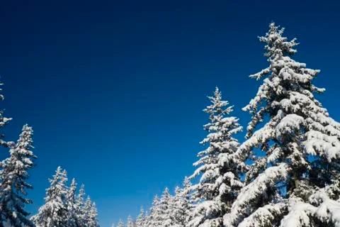 Winter vacation background with pine trees covered by heavy snow against blue Stock Photos