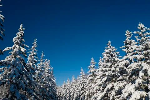 Winter vacation background with pine trees covered by heavy snow against blue Stock Photos