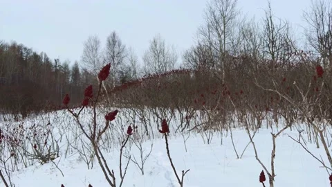 Winter Valley Landscape Clear Sky Field of Sumac Plant Forest Background Stock Footage 169732409