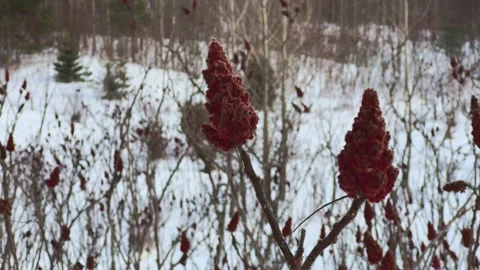 Winter Valley Landscape Close-up of Sumac Plant in Field Forest in Distance Stock Footage 169732397